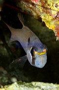 Archamia bigutatta-Pasar wajo Mandarin city-11m-20180602nuit-Denis-ADER-DSC_3477_tn